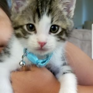 Meet your Posher, Dora